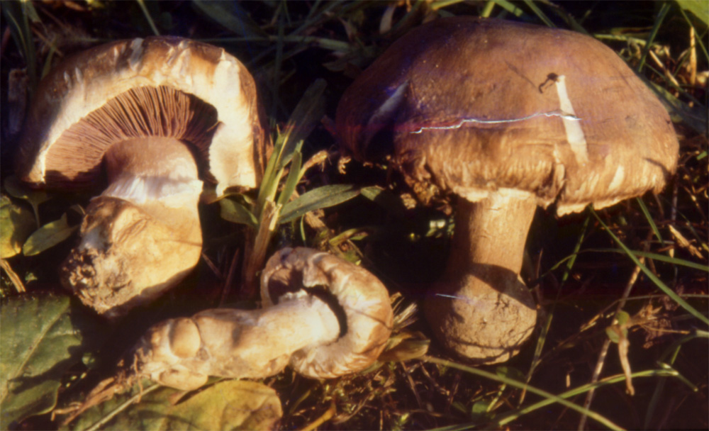Agaricus sp.